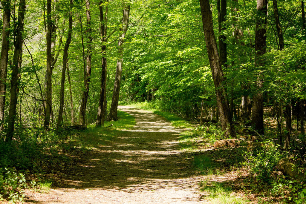 chemin de terre au milieu d'une forêt par une journée ensoleillée. 